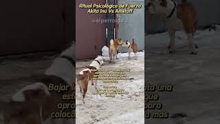 Ritual Psicológico de Fuerza Amstaff Vs Akita Inu