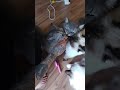 Leckerlies mögen auch die Katzen gerne