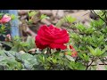      beautiful flower  nayabulanda online tv