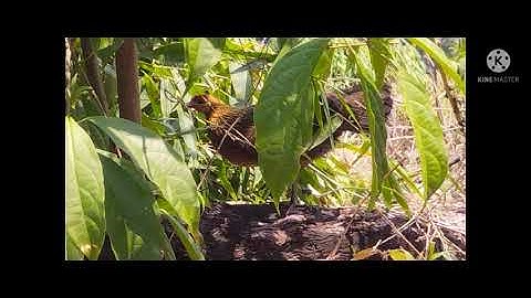 เสียงไก่ตัวเมีย,Suab poj qaib see cuab tuaj zoo heev