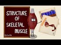 Understanding Skeletal Muscle Structure