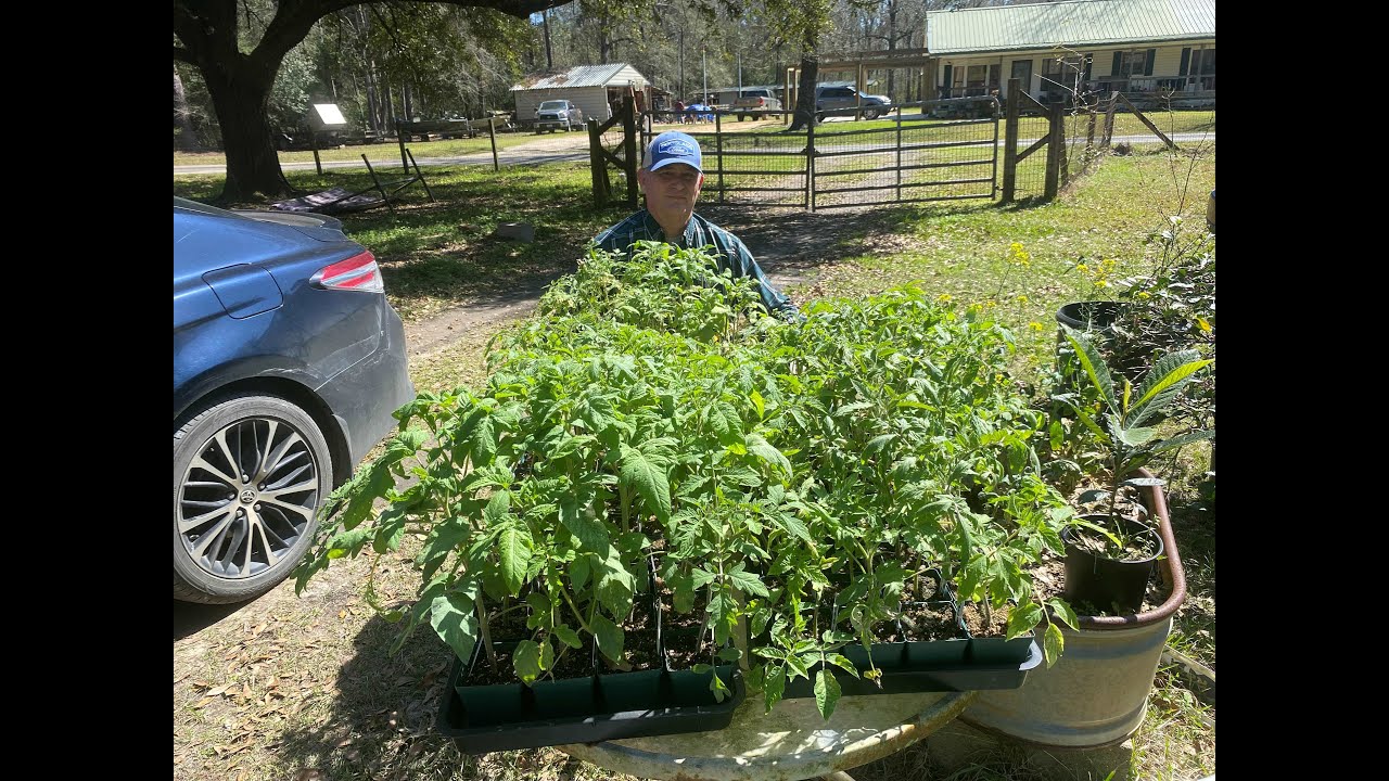 Is It Too Late To Seed Tomatoes In 9a Texas
