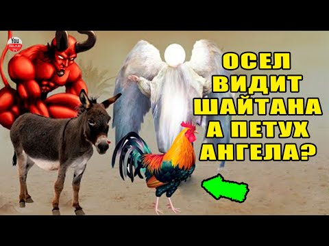 ТЫ УДИВИШЬСЯ, ПОЧЕМУ ОСЕЛ ВИДИТ ДЖИНОВ И ШАЙТАНОВ, А ПЕТУХ АНГЕЛОВ!