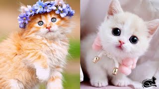 Baby Cats🐱| Cute and Funny Cat Videos Compilation #2| Aww Animals Tube