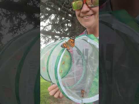 Is This The End Of The Fetching Butterflies Leak Saga?