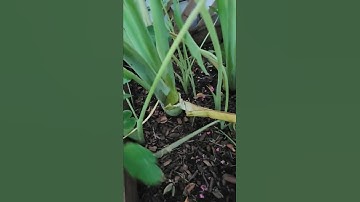 #shorts : đi cắt bạc hà vô nấu canh chua #cuocsongmienqueusa