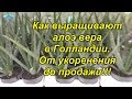 Алоэ Вера- как его выращивают в Голландии.