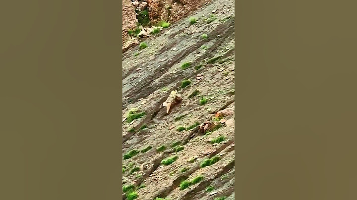 💥高原狼袭击小羊羔 plateau wolves attacked the lamb #animal 【跟着图尔去旅行】