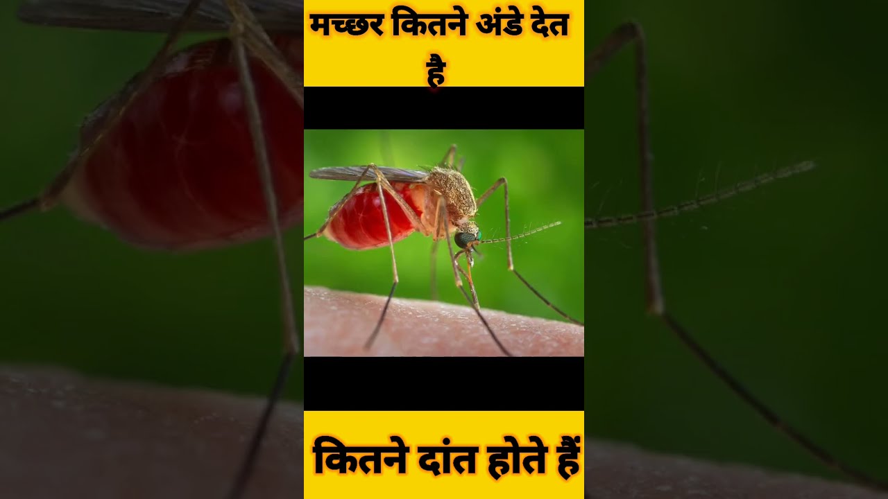 Machhar Ki Age Kitni Hoti Hai YouTube Machhar Ki Age Kitni Hoti Hai YouTube