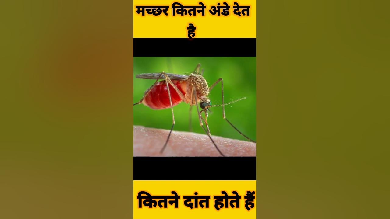 machhar-ki-age-kitni-hoti-hai-youtube
