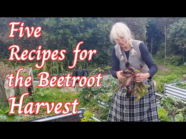 5 Recipes for the Beetroot Harvest
