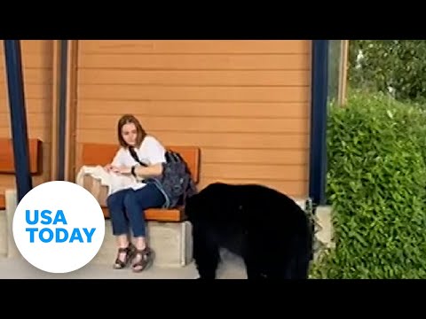 Black bear startles woman waiting for bus | USA TODAY