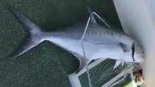 Adana Yumurtalik Dev Çatal Kuyruk Avi Oğuz Kaptan