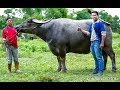 พ่อใหญ่สี เซียนใหญ่ควายงามเมืองอุดร เลี้ยงควายงาม10ปี ซื้อที่ได้58ไร่ (Buffalo)