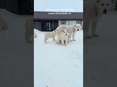 Щенки питомника ТИМЕРТАШ