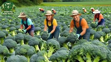 Cách Nông Dân Mỹ Thu Hoạch Hàng Tấn Súp Lơ Mỗi Giờ – Công Nghệ Hiện Đại Khiến Ai Cũng Sốc!