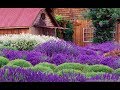 Is What In Lavender Spanish