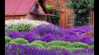 What are the differences in Lavender?/Garden Style nw