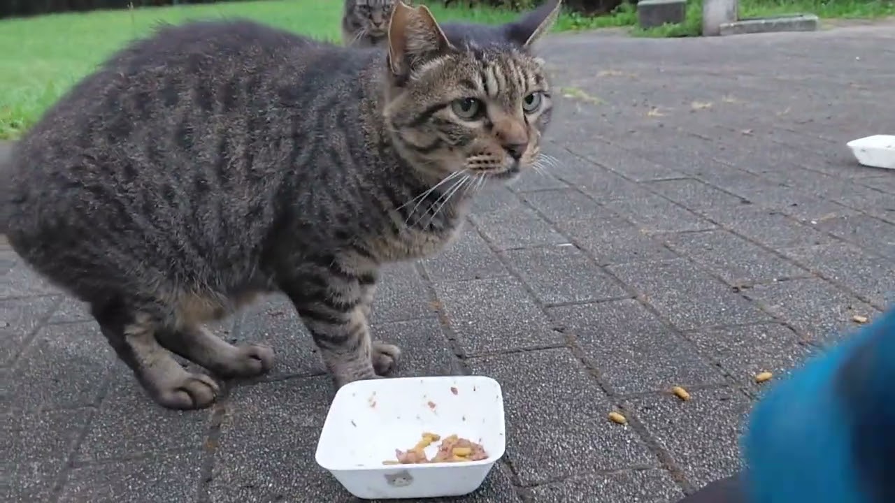 The chatty tabby came right out when I called! Saki-chan is back