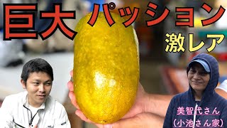 【衝撃！】1kg超えの超巨大パッションフルーツ！！食レポ！沖縄レアフルーツ！【オオミノトケイソウ】