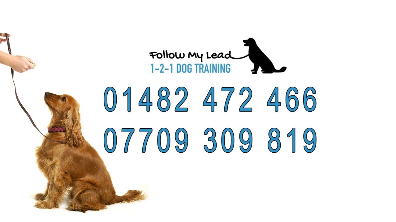 Follow My Lead 121 Dog Training Search Dog Training YouTube
