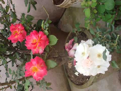 Ramkrishna Dhakal - Timi Bhanda Ramri