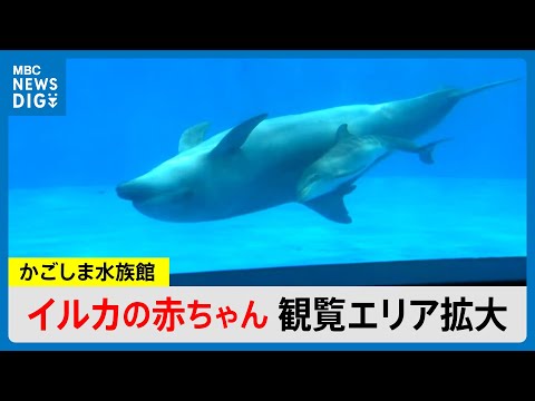 元気にすくすく成長中！ハンドウイルカの赤ちゃんが3月7日から拡大公開　小さくジャンプも（MBCニューズナウ 2025年3月6日放送）