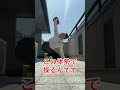 スラッとした身体で軽く300ヤード超えができるコイリングコアトレーニング #50代トレーニング #ゴルフ #ケトルベルトレーニング