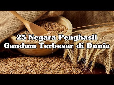 Video: Negara mana yang merupakan pengekspor gandum terbesar?