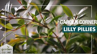 How To Plant, Grow And Care for Lilly Pillies - Bunnings Warehouse