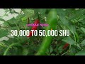 Habanero and its uses☺️