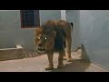 Lion is more aggressive and dangerous in mid night shero ka badshah