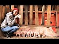 I started with just 2 pigs now I have  over 70 | Young Millionaire Pig Farmer