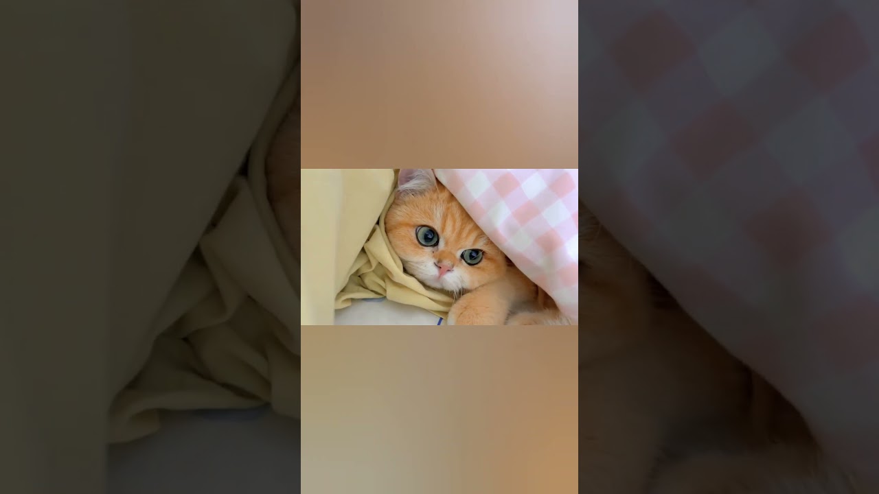 Baby Cats Snuggle Up in Bed with Blanket Cover! 🐾😴 