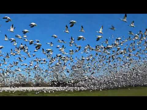 Thousands of Geese Take Flight