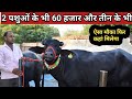 👍2 पशुओं के भी 60 हजार और तीन के भी, Krishan sir's Nimoth, Rewari @ All Five Animals Sale Only 1.10👍