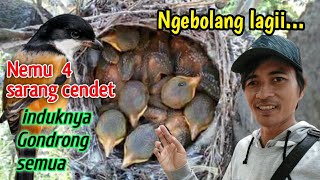 sarang cendet gondrong || mudah banget cari sarangnya