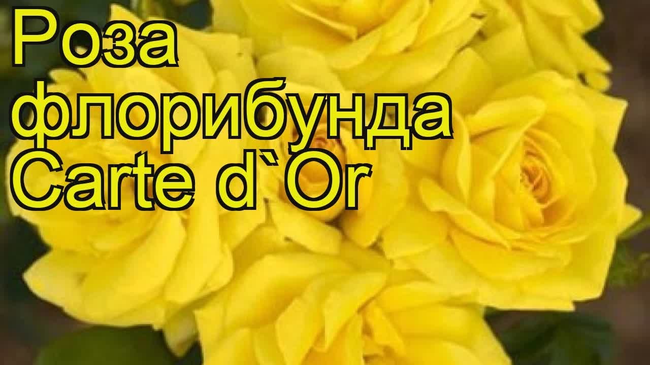 Особенности и характеристика сорта Rosa Cart D'Or