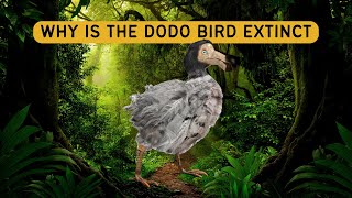 The Tragic Tale of the Dodo Bird: How Humans Contributed to Its Extinction