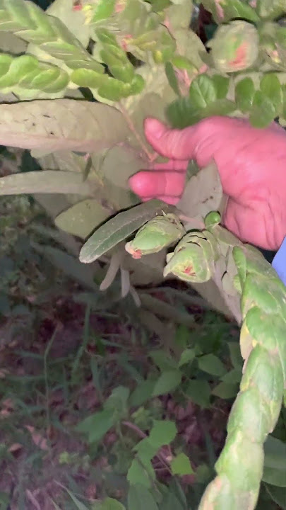 Wild money tree phone number 0793215680