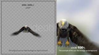 Bald Eagle-3 Front View