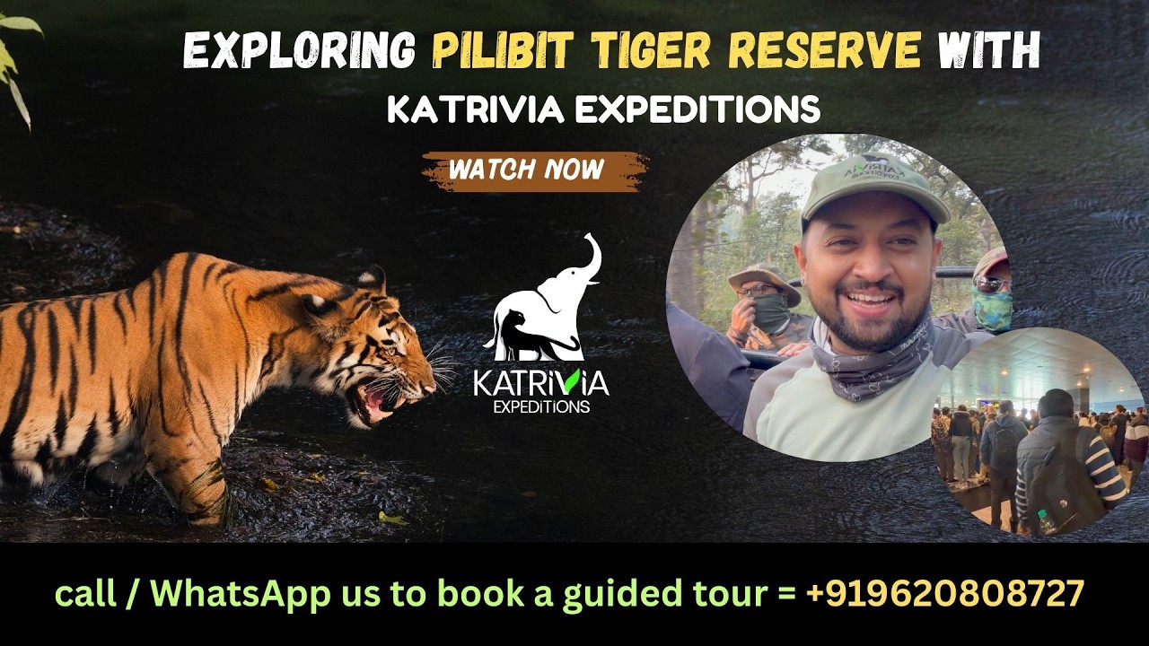 7 тигров за один тур | Тигровый заповедник Пилибхит с компанией Katrivia Expeditions | Экскурсия ...
