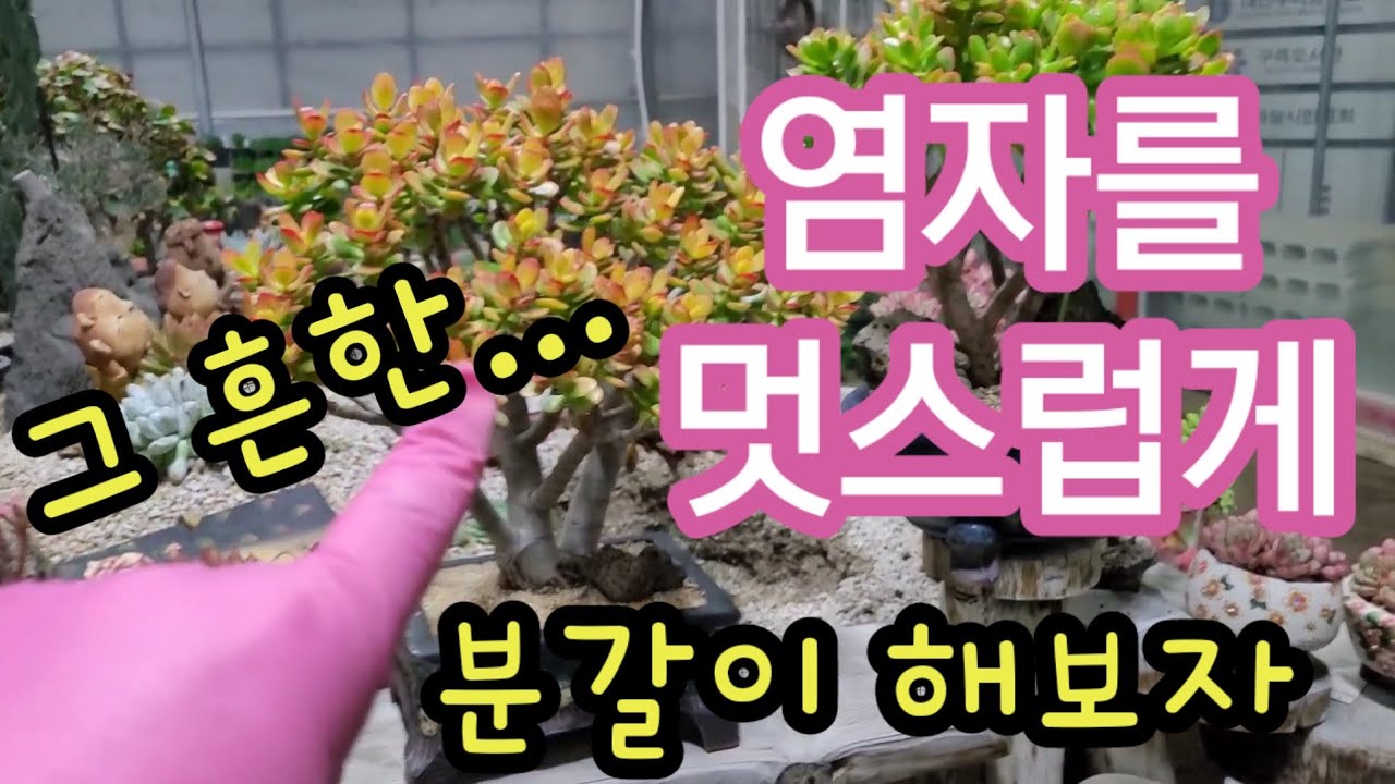 아주 멋지게~ 염자 잘 뽑고 잘 심어보자~ ( 염좌 )