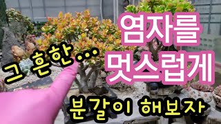 아주 멋지게~ 염자 잘 뽑고 잘 심어보자~ ( 염좌 )