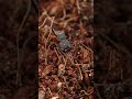 Hormigas tanque vs hormiga dientes de sable #shorts #viral