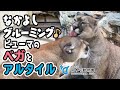 【日本平動物園】なかよしグルーミング♪🐈🐈ピューマのアルタイルとベガ  [Nihondaira Zoo] Puma, Vega and Altair.