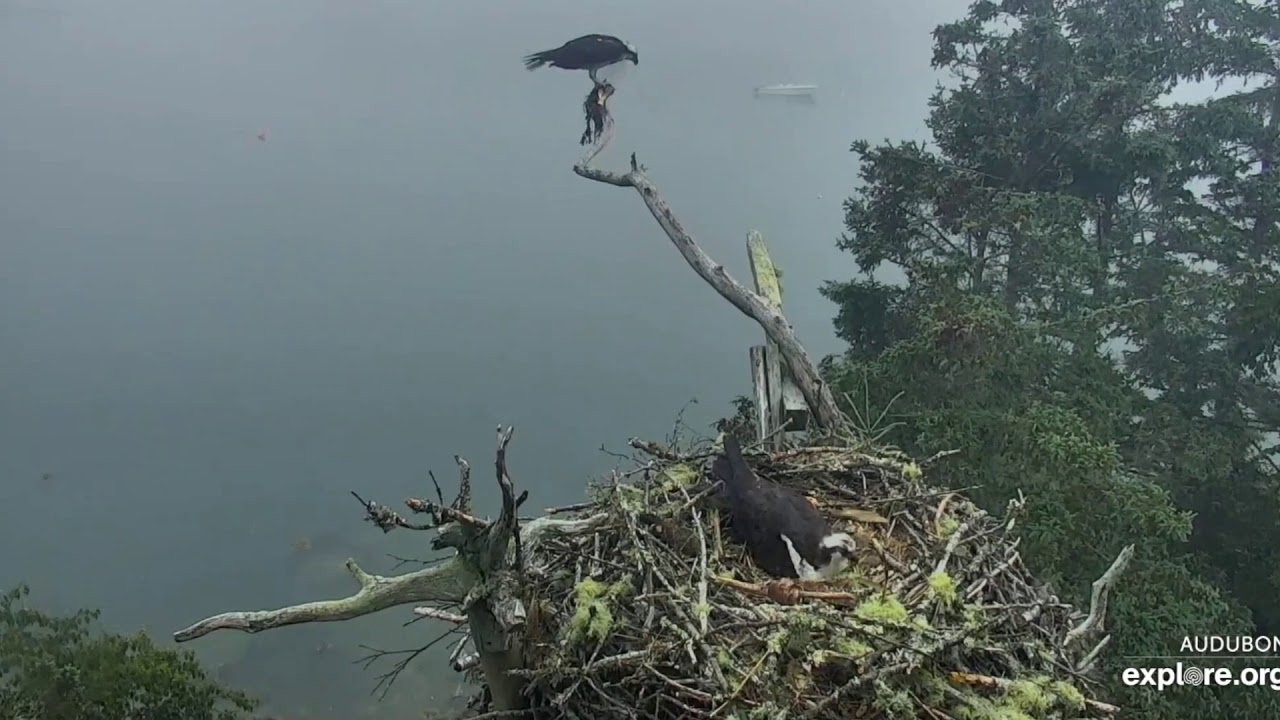 Half a Bluefish with a Side of Greenery - Hog Island Osprey Nest 2020 ...
