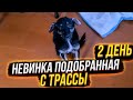 Невинка ОПЕРИЛАСЬ! Что натворили щенки🤦‍♀️ и что у Рады с котетером😱 у Милы истерика😟