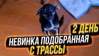 Невинка ОПЕРИЛАСЬ! Что натворили щенки🤦‍♀️ и что у Рады с котетером😱 у Милы истерика😟