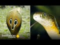 Gruesome: A Female King Cobra Eats Another Snake 😬 Into the Wild India | Smithsonian Channel